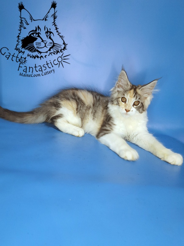 Gatto Fantastico Fleur - Kitten maine-coon 3 months 0.5 weeks