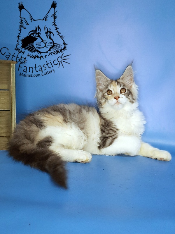 Gatto Fantastico Fleur - Kitten maine-coon 3 months 0.5 weeks