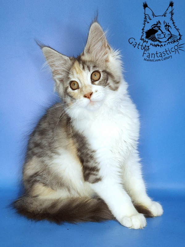 Gatto Fantastico Fleur - Kitten maine-coon 3 months 0.5 weeks