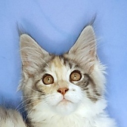 Gatto Fantastico Fleur