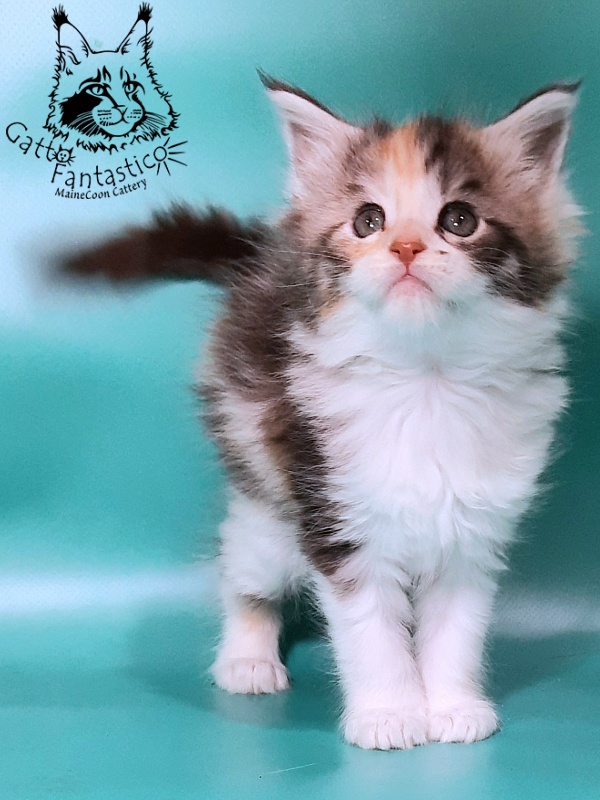 Gatto Fantastico Fleur - Kitten maine-coon 1 month 0.5 weeks