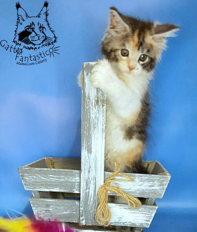 Gatto Fantastico Fleur - Kitten maine-coon 1 month 3 weeks