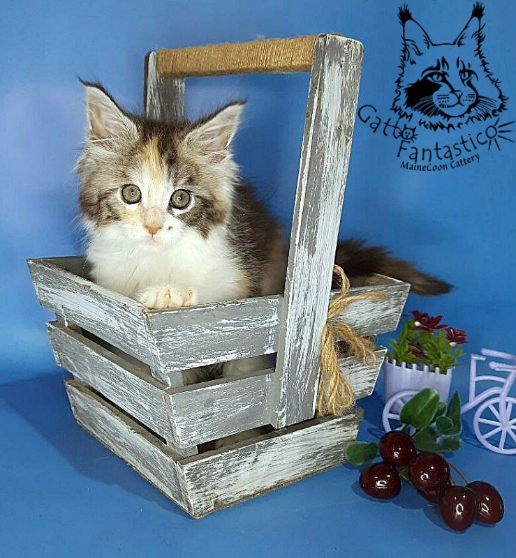 Gatto Fantastico Fleur - Kitten maine-coon 1 month 3 weeks