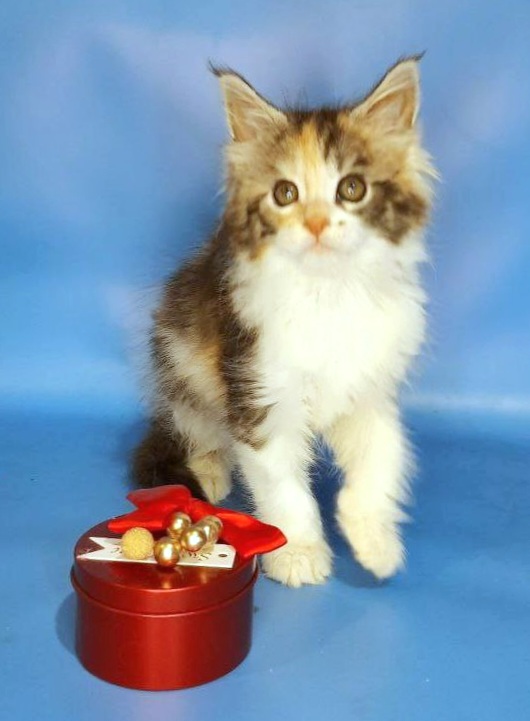 Gatto Fantastico Fleur - Kitten maine-coon 1 month 3 weeks
