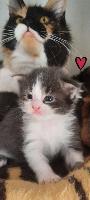 Gatto Fantastico Felix - Kitten maine-coon 2 weeks