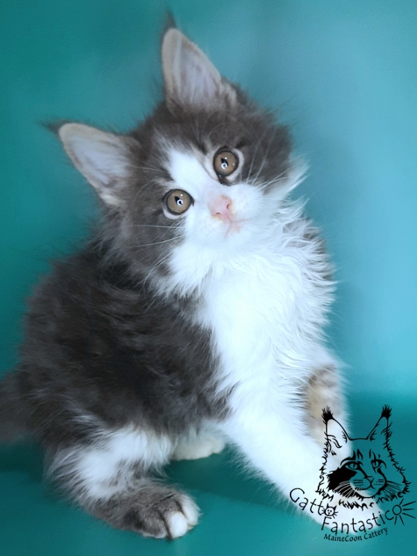 Gatto Fantastico Felix - Kitten maine-coon 2 months 0.5 weeks