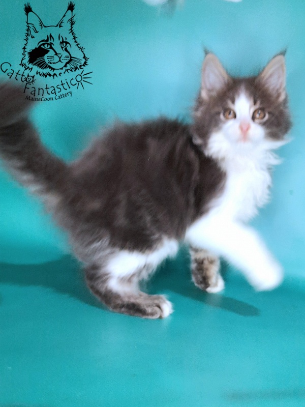 Gatto Fantastico Felix - Kitten maine-coon 2 months 0.5 weeks