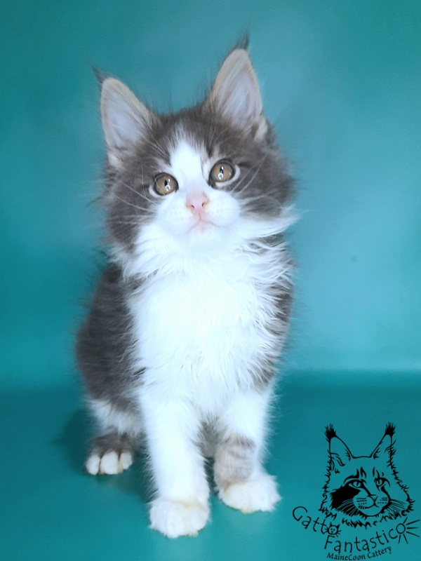 Gatto Fantastico Felix - Kitten maine-coon 2 months 0.5 weeks