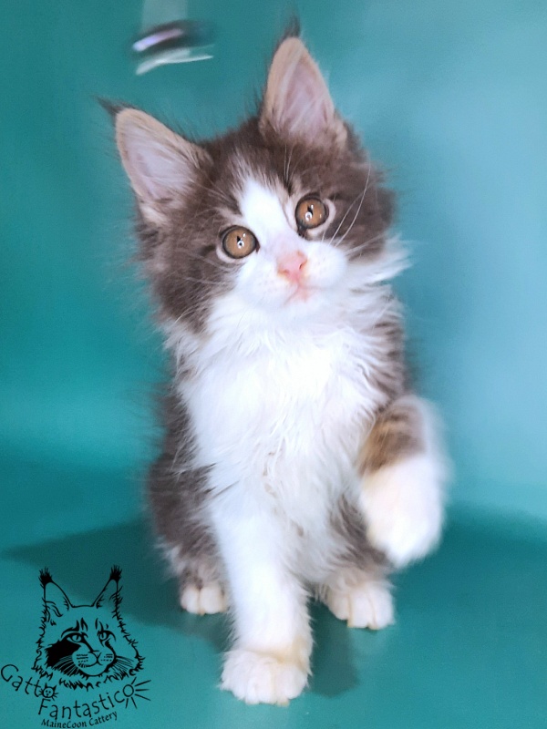 Gatto Fantastico Felix - Kitten maine-coon 2 months 0.5 weeks