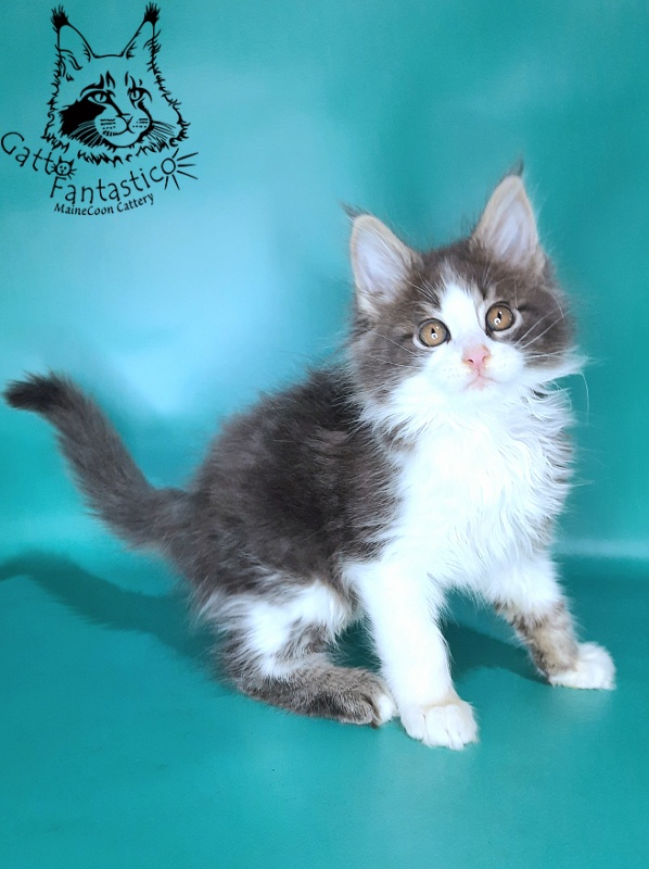 Gatto Fantastico Felix - Kitten maine-coon 2 months 0.5 weeks