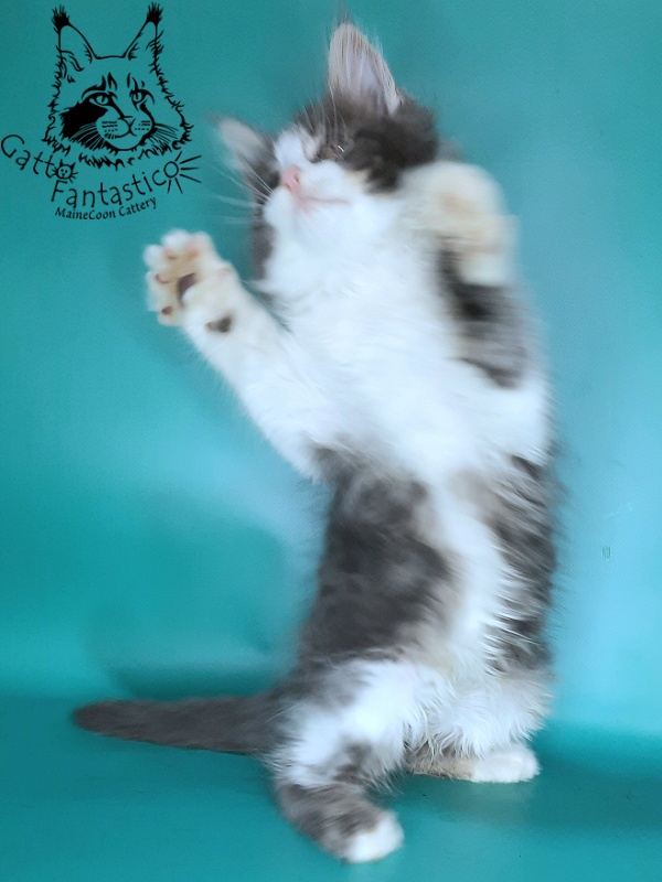 Gatto Fantastico Felix - Kitten maine-coon 2 months 0.5 weeks