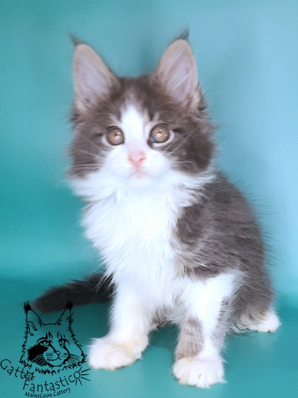 Gatto Fantastico Felix - Kitten maine-coon 2 months 0.5 weeks