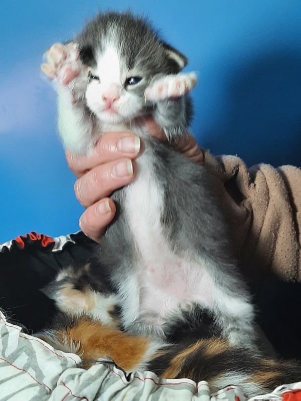 Gatto Fantastico Felix - Kitten maine-coon 2 weeks
