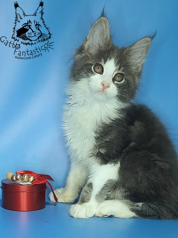 Gatto Fantastico Felix - Kitten maine-coon 2 months 2 weeks