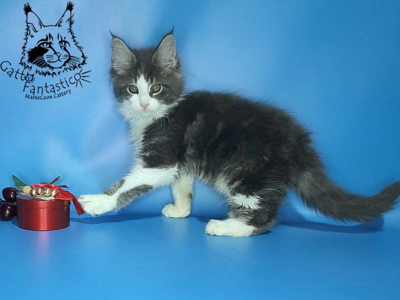 Gatto Fantastico Felix - Kitten maine-coon 2 months 2 weeks
