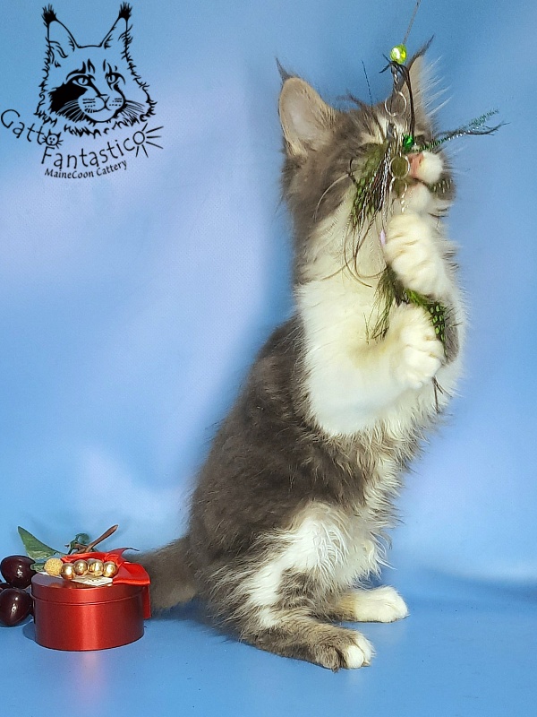 Gatto Fantastico Felix - Kitten maine-coon 2 months 2 weeks