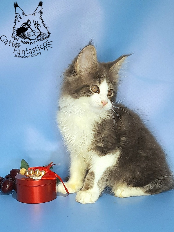 Gatto Fantastico Felix - Kitten maine-coon 2 months 2 weeks