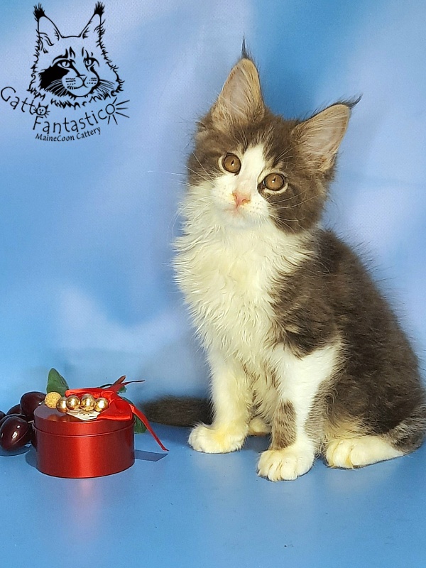 Gatto Fantastico Felix - Kitten maine-coon 2 months 2 weeks