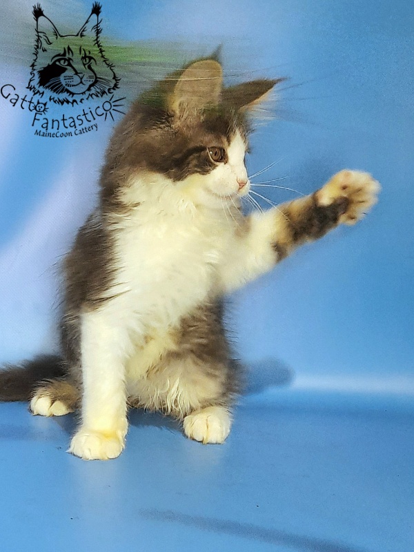 Gatto Fantastico Felix - Kitten maine-coon 2 months 2 weeks