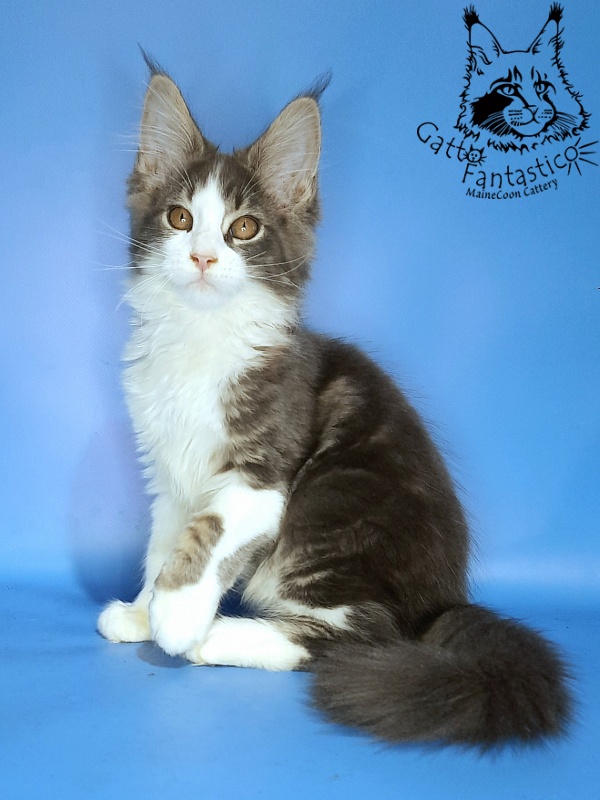 Gatto Fantastico Felix - Kitten maine-coon 3 months 0.5 weeks
