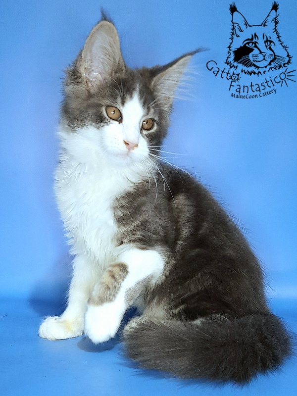 Gatto Fantastico Felix - Kitten maine-coon 3 months 0.5 weeks