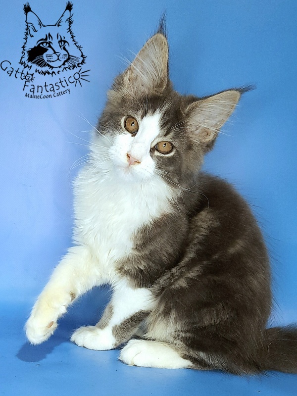 Gatto Fantastico Felix - Kitten maine-coon 3 months 0.5 weeks