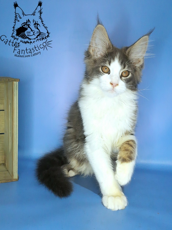 Gatto Fantastico Felix - Kitten maine-coon 3 months 0.5 weeks