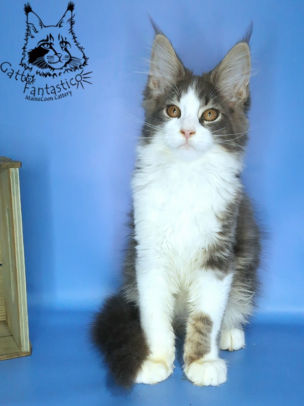 Gatto Fantastico Felix - Kitten maine-coon 3 months 0.5 weeks