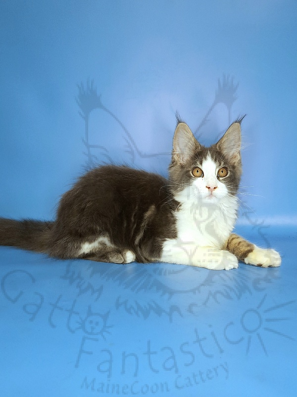 Gatto Fantastico Felix - Kitten maine-coon 3 months 2 weeks