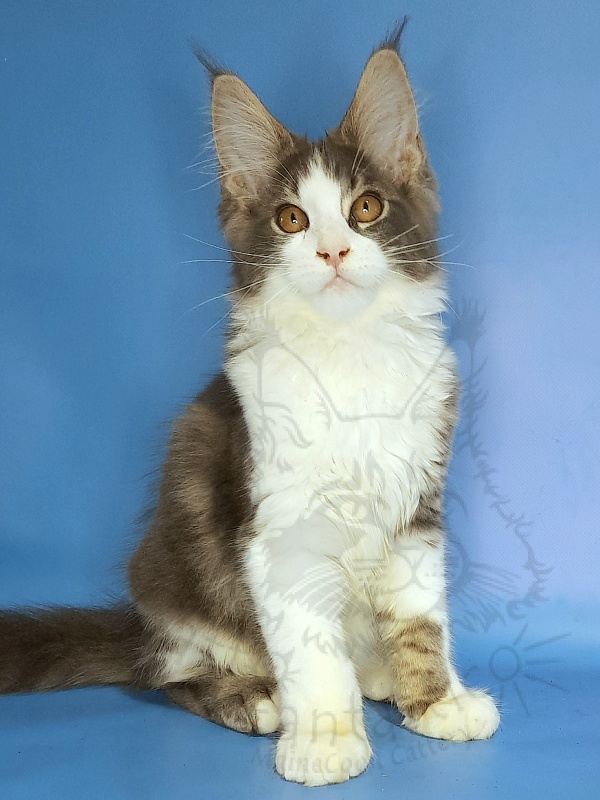 Gatto Fantastico Felix - Kitten maine-coon 3 months 2 weeks