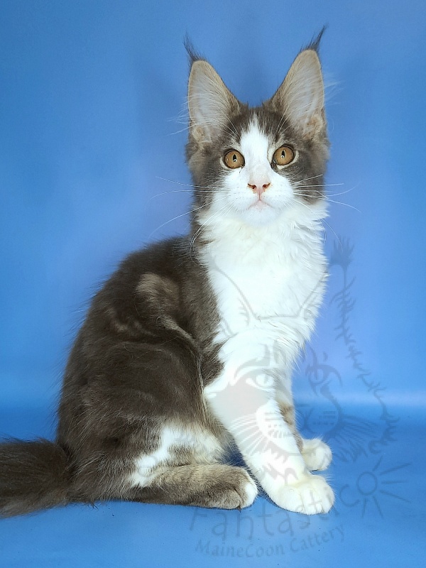 Gatto Fantastico Felix - Kitten maine-coon 3 months 2 weeks