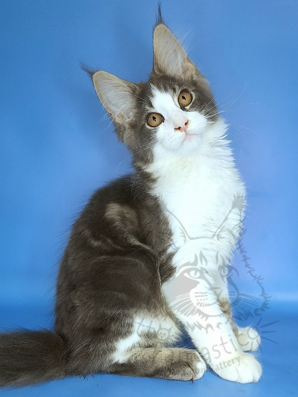Gatto Fantastico Felix - Kitten maine-coon 3 months 2 weeks