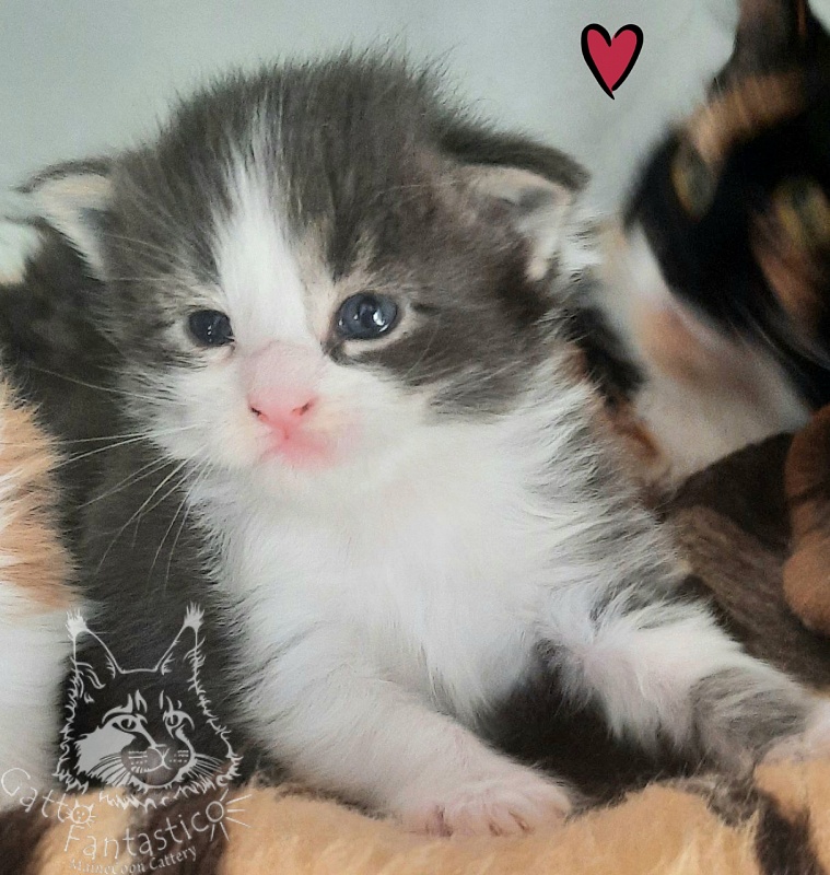 Gatto Fantastico Felix - Kitten maine-coon 2.5 weeks
