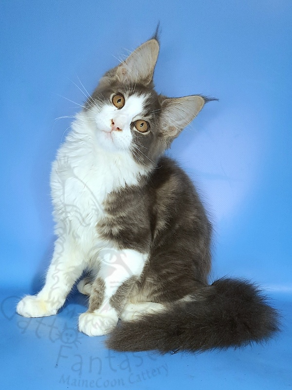 Gatto Fantastico Felix - Kitten maine-coon 3 months 2 weeks