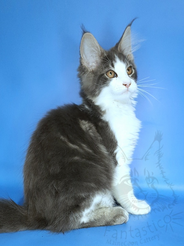 Gatto Fantastico Felix - Kitten maine-coon 3 months 2 weeks