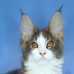 Gatto Fantastico Felix