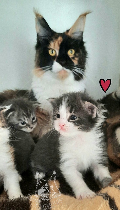 Gatto Fantastico Felix - Kitten maine-coon 2.5 weeks