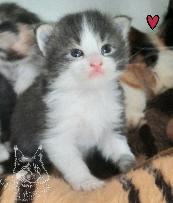 Gatto Fantastico Felix - Kitten maine-coon 2.5 weeks