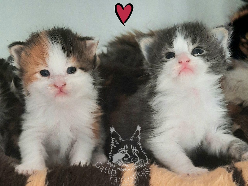Gatto Fantastico Felix - Kitten maine-coon 2.5 weeks