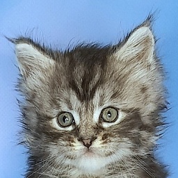 Gatto Fantastico George