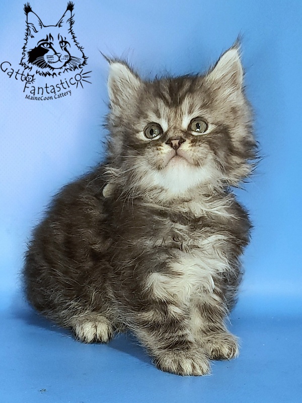 Gatto Fantastico George - Kitten maine-coon 1 month 0.5 weeks