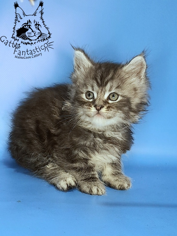 Gatto Fantastico George - Kitten maine-coon 1 month 0.5 weeks