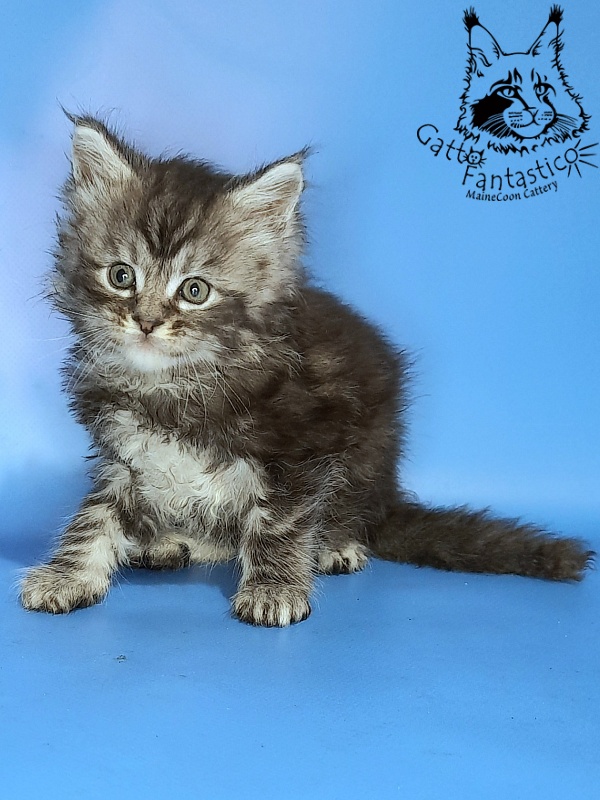 Gatto Fantastico George - Kitten maine-coon 1 month 0.5 weeks