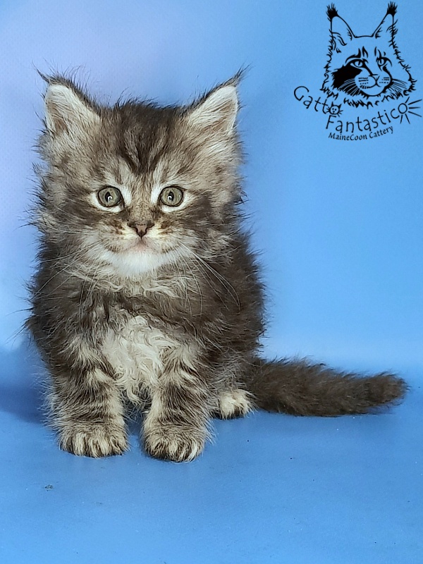 Gatto Fantastico George - Kitten maine-coon 1 month 0.5 weeks