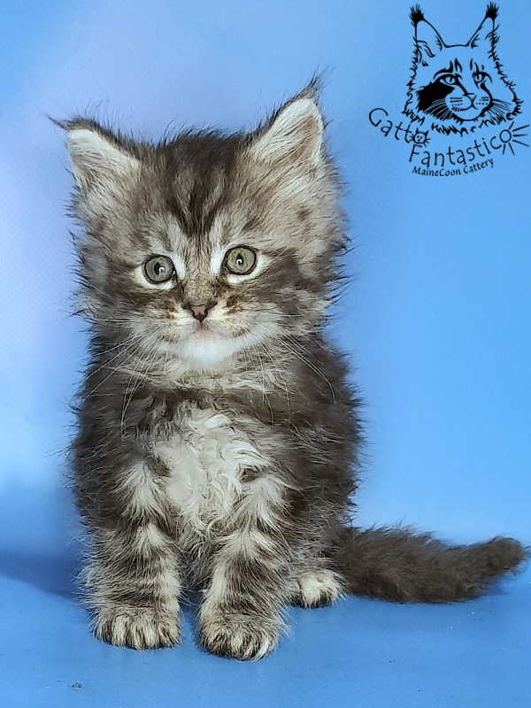 Gatto Fantastico George - Kitten maine-coon 1 month 0.5 weeks