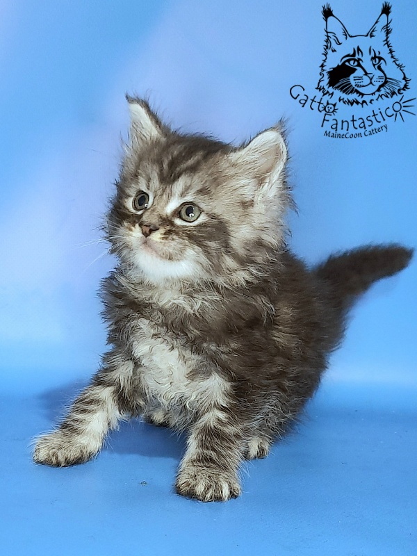 Gatto Fantastico George - Kitten maine-coon 1 month 0.5 weeks