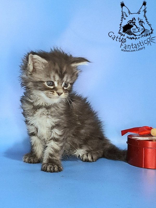 Gatto Fantastico Guinness - Kitten maine-coon 1 month 0.5 weeks