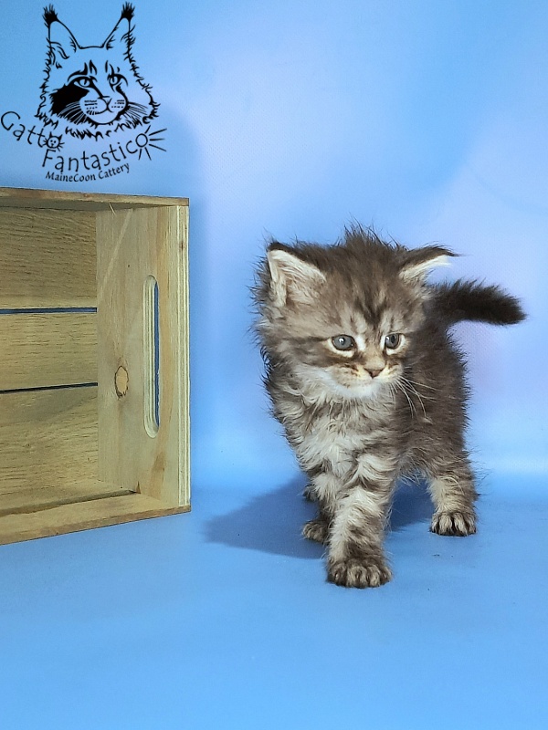 Gatto Fantastico Guinness - Kitten maine-coon 1 month 0.5 weeks