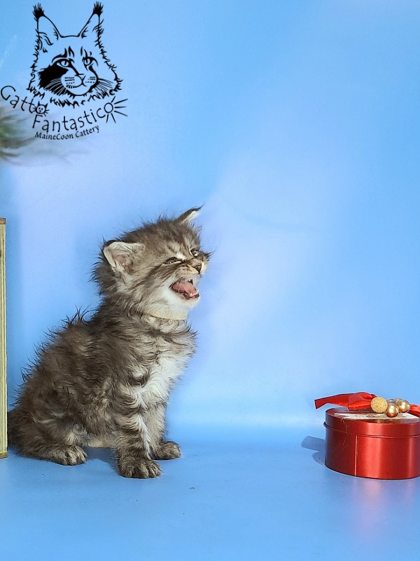 Gatto Fantastico Guinness - Kitten maine-coon 1 month 0.5 weeks