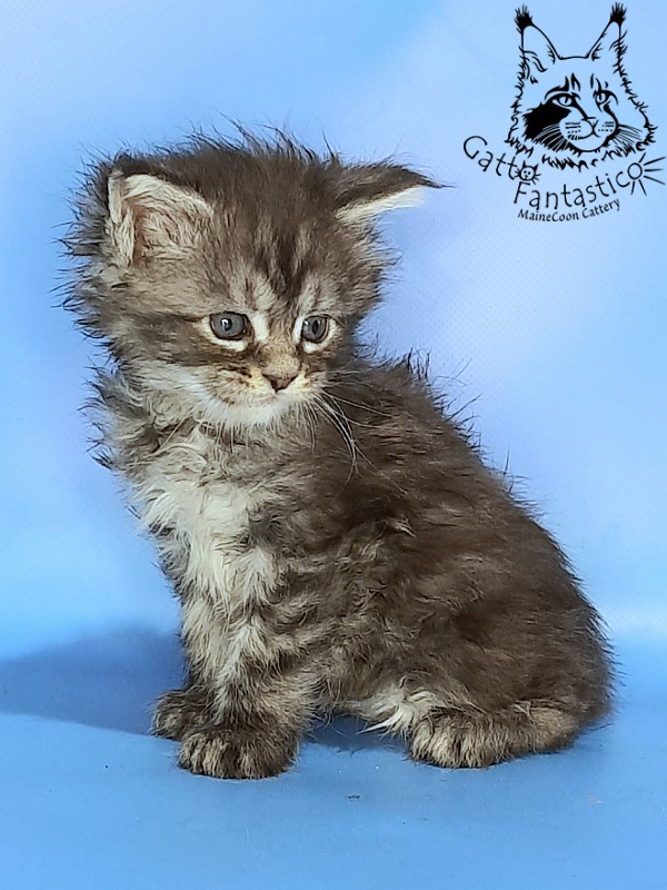 Gatto Fantastico Guinness - Kitten maine-coon 1 month 0.5 weeks